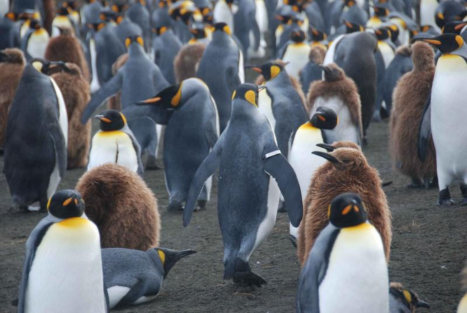Los pingüinos rey anillados viven y se reproducen menos