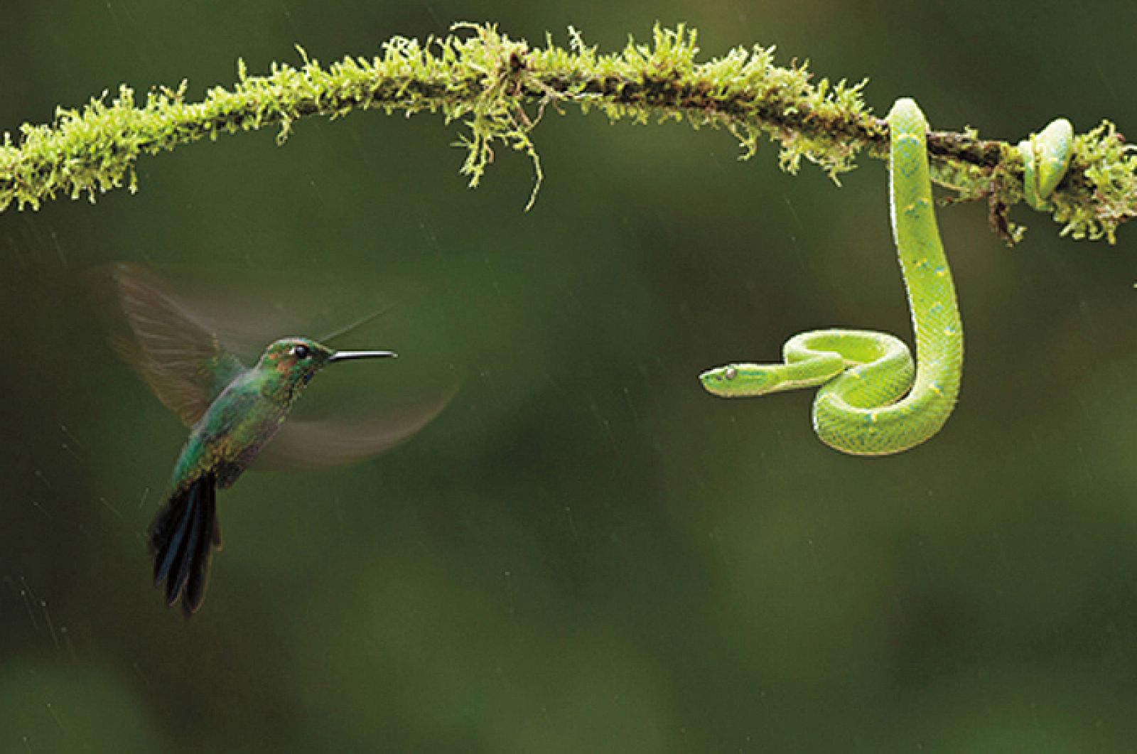 La batalla por la supervivencia, el colibrí contra la víbora