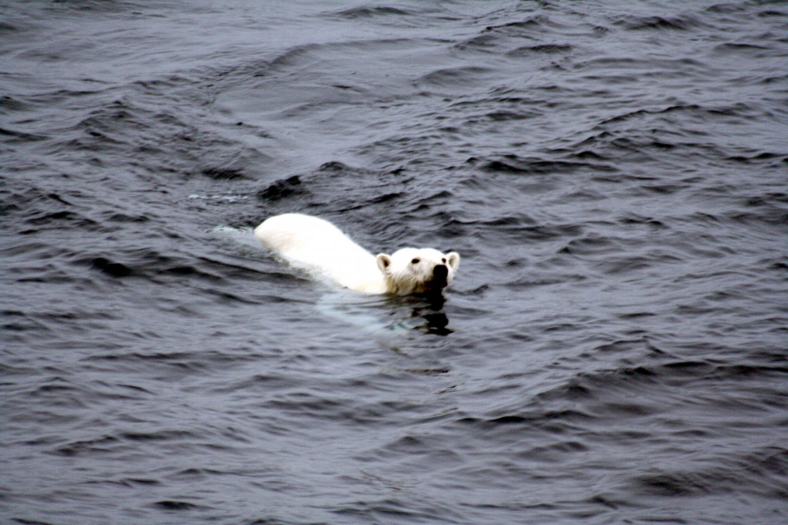 Imagen de archivo de una osa polar nadando