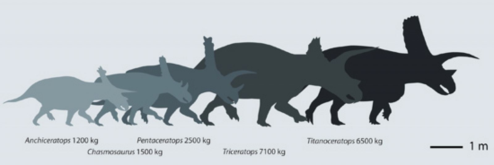 Comparativa de los grandes dinosaurios cornudos