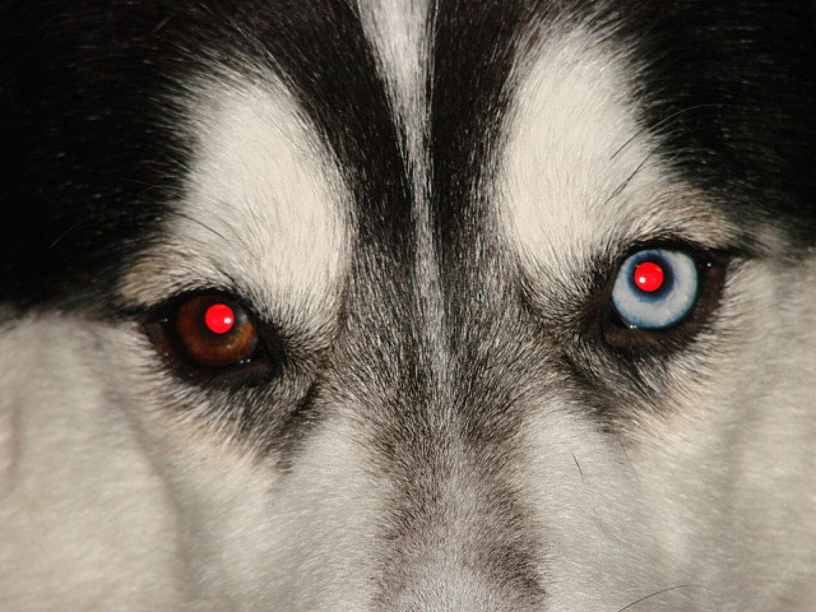 El color rojo de los ojos es el efecto del reflejo de la luz en los vasos sanguíneos que irrigan la retina.