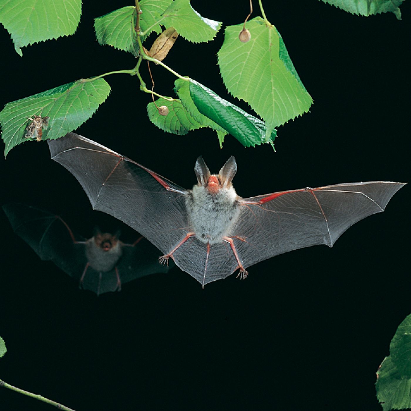 Un murciélago ratonero de bosque ('Myotis bechsteinii') en pleno vuelo