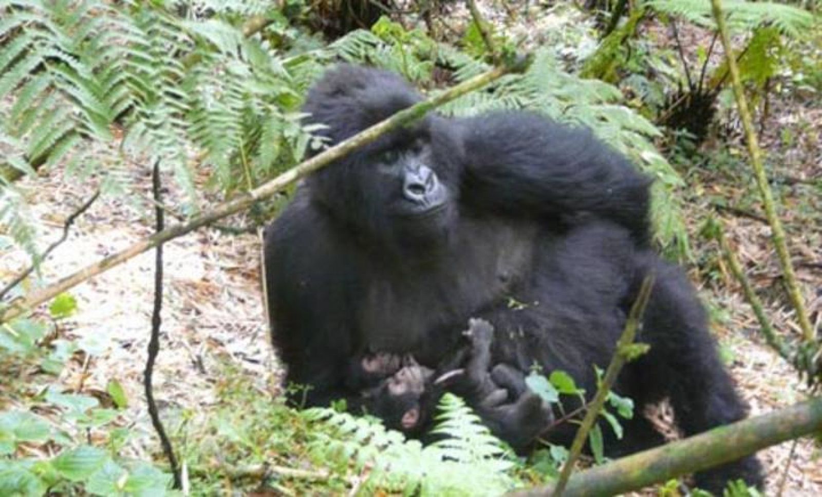 Es el quinto nacimiento de gorilas gemelos registrado hasta la fecha