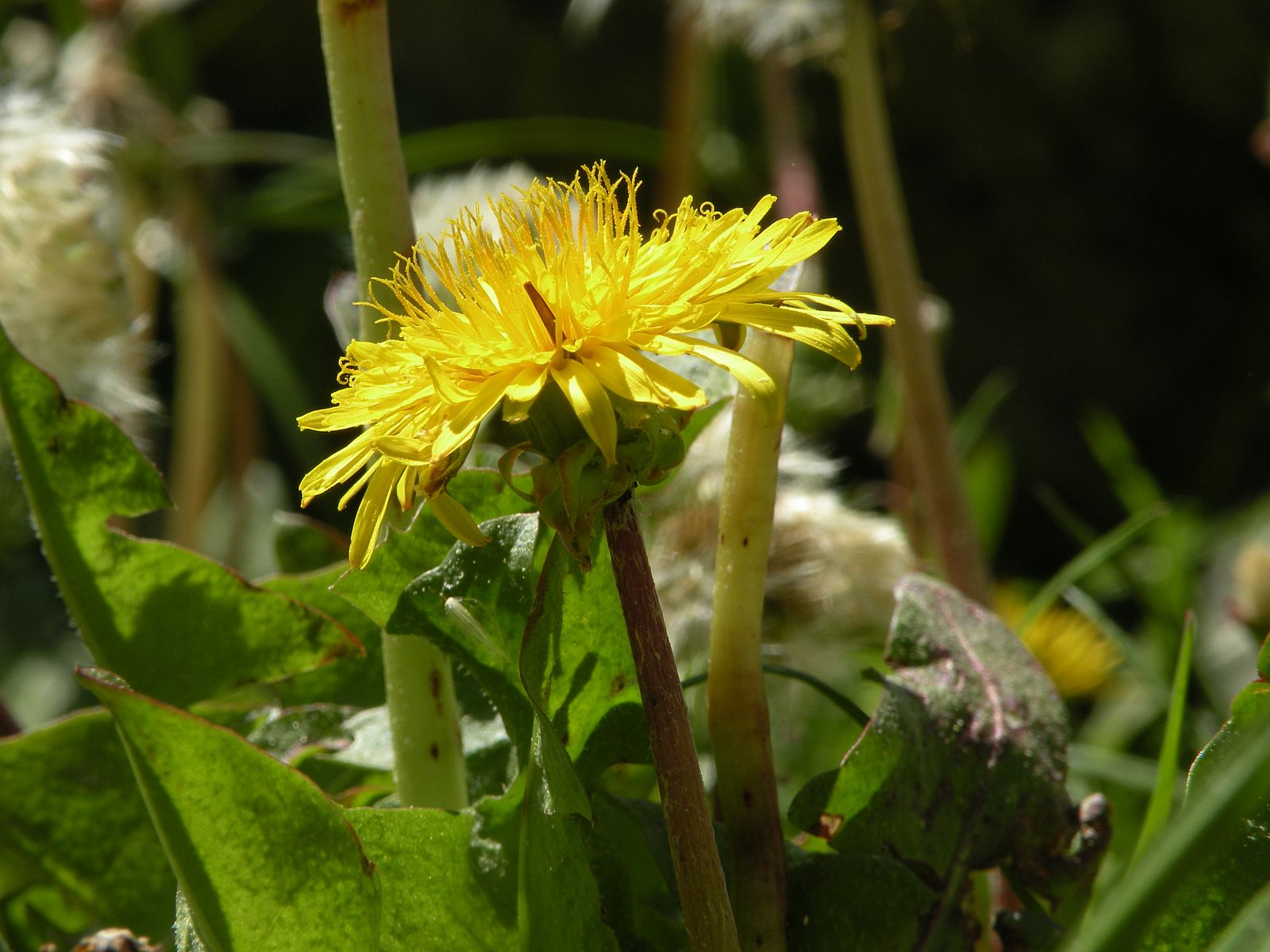 Las dos nuevas plantas son del género 'Taraxacum' (dientes de león)