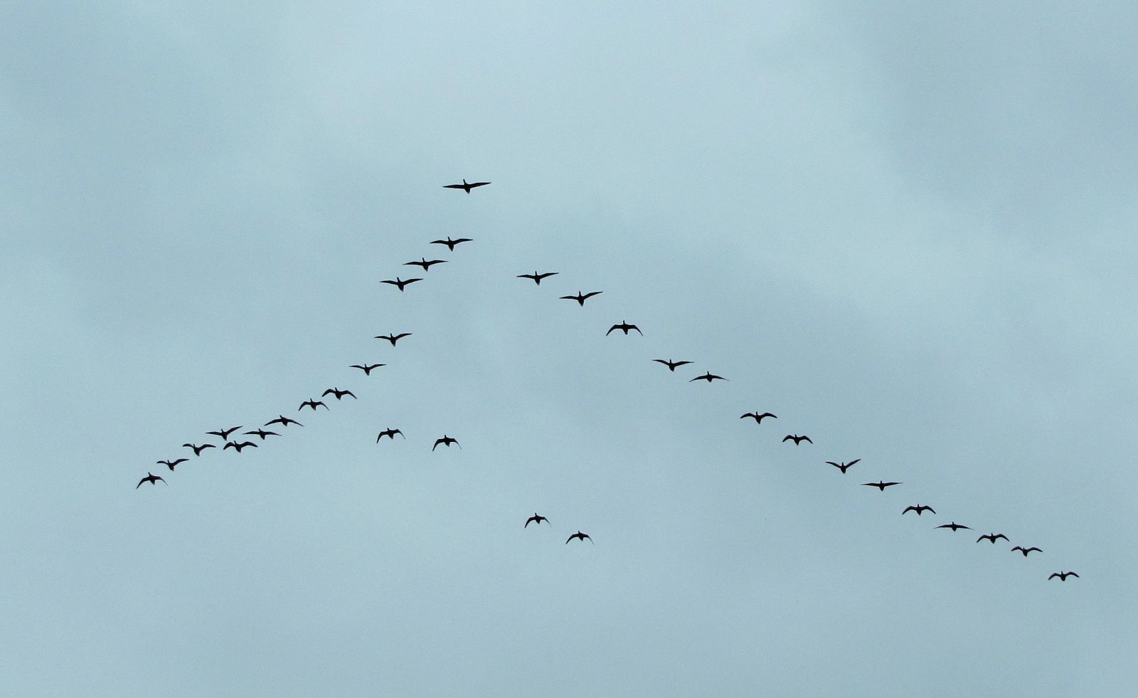 Una bandada de aves migratorias en formación de uve