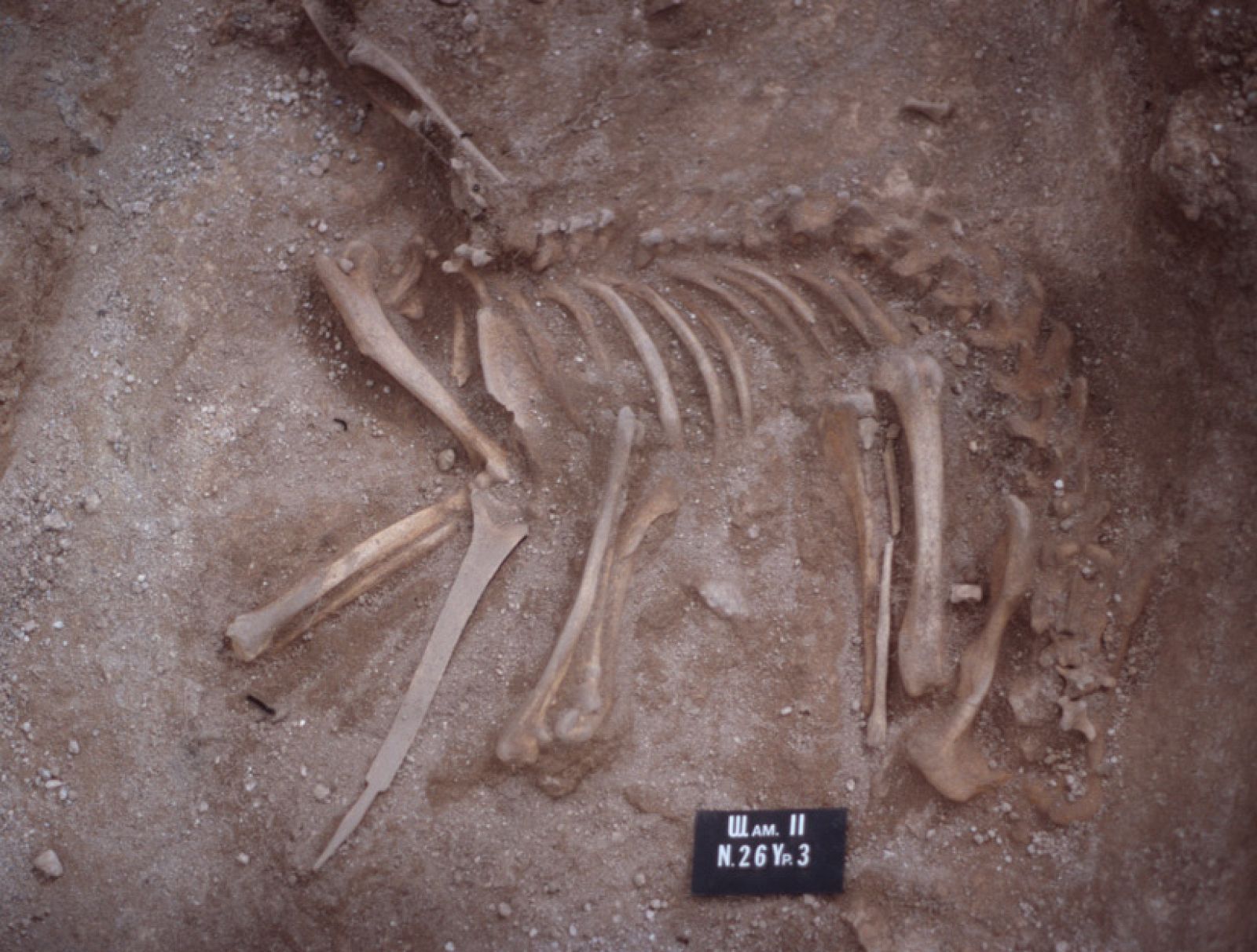 Imagen del fósil del esqueleto de perro de hace 7.000 años encontrado en Siberia