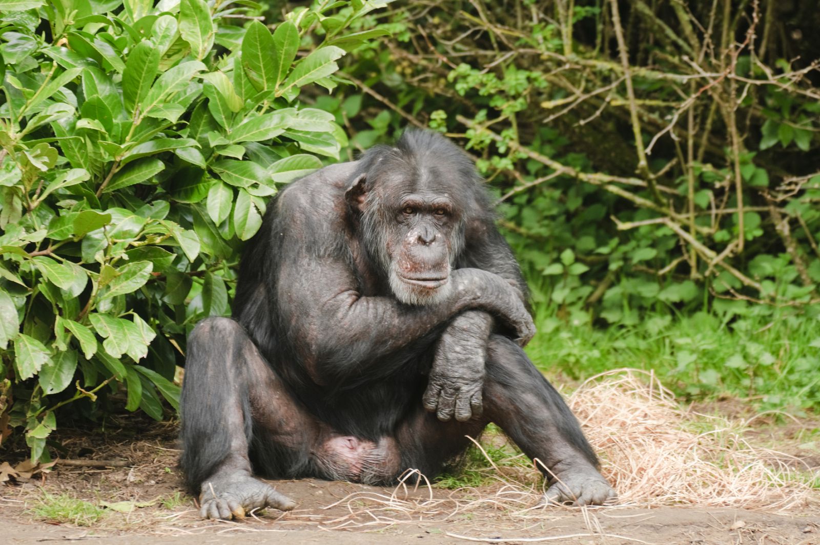 Los chimpancés y otras especies animales tienen el pene con espinas