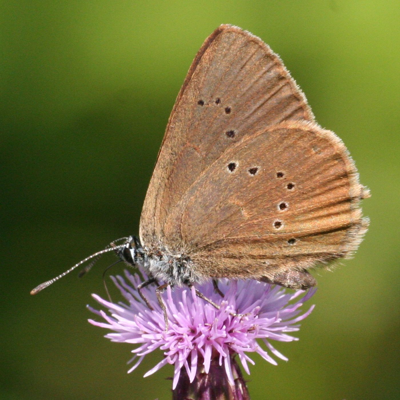 La hormiguera oscura ('Phengaris nausithous') se nutre de la flor durante un tiempo hasta que deja caer sus larvas al suelo.