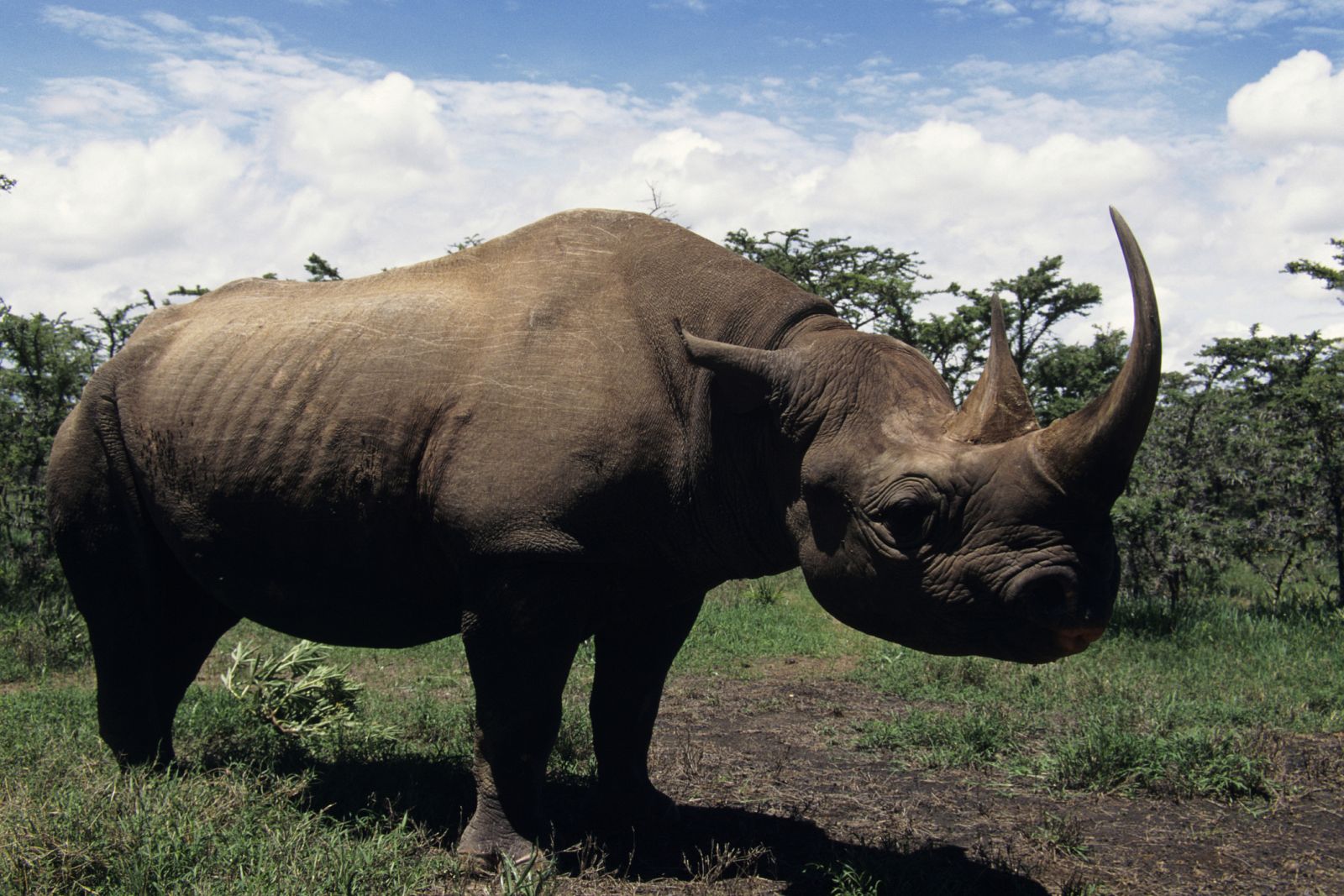 Los rinocerontes son uno de los animales más amenazados por el furtivismo