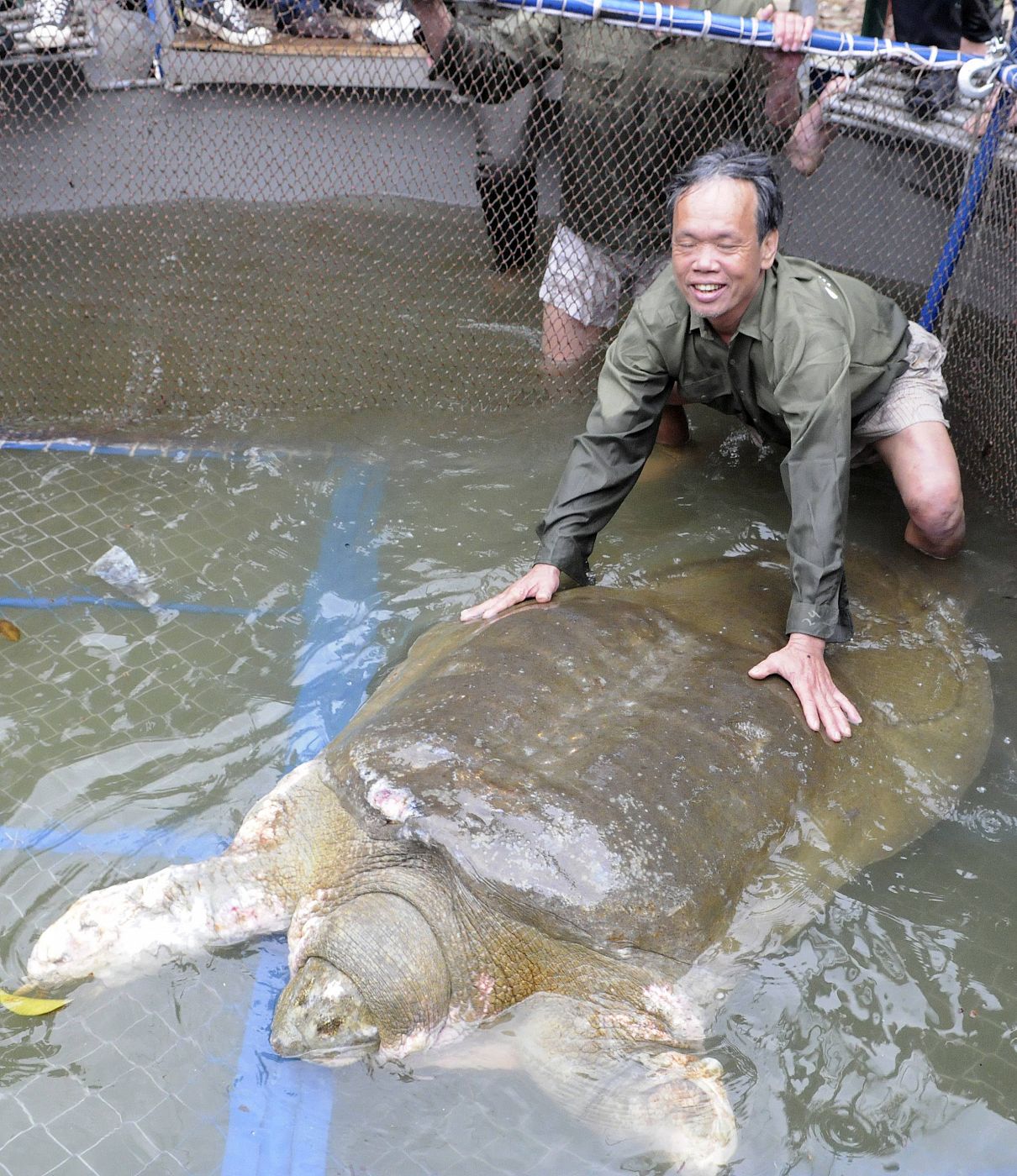 La vieja tortuga forma parte de la especie Rafetus Leloii, en peligro crítico de extinción. Ahora la administración se hará cargo del animal que recibirá los cuidados de los veterinarios.