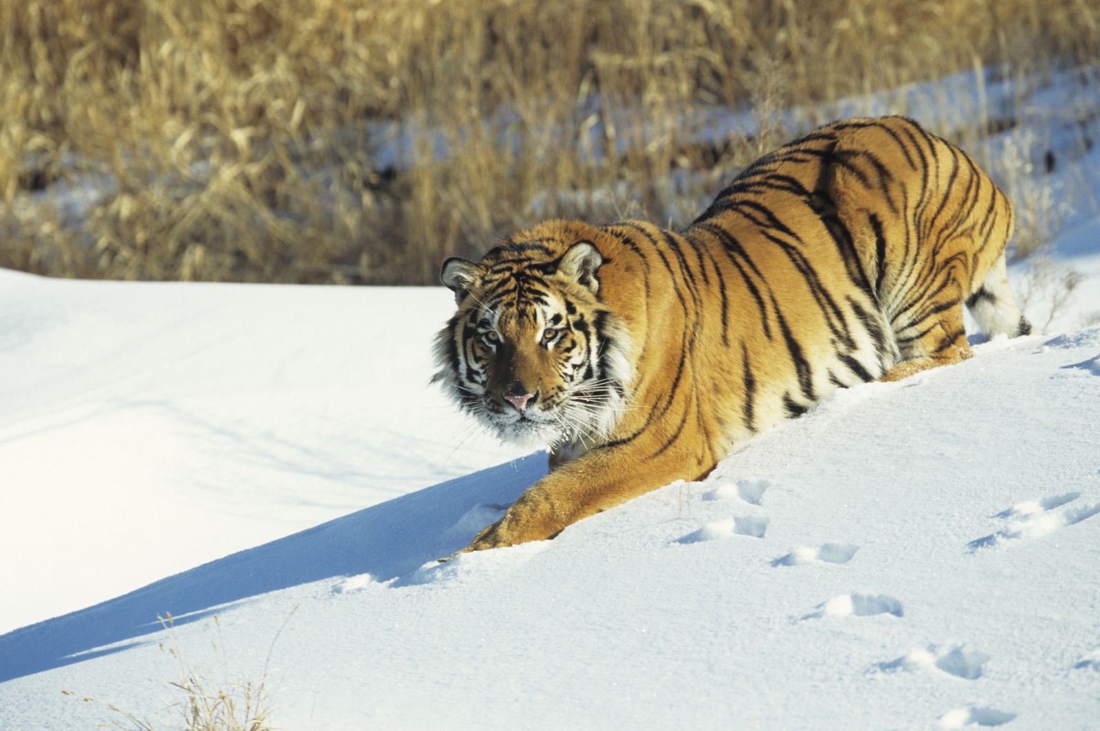 Un ejemplar adulto de tigre siberiano camina sobre la nieve