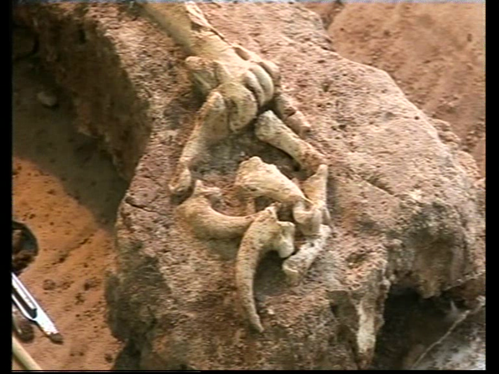 La mandibula del homínido europeo más viejo, encontrado en Atapuerca en 2008.