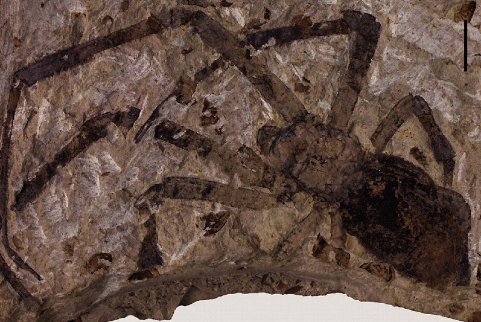 La 'Nephila Jurassica', el fósil de araña más grande jamás descubierto