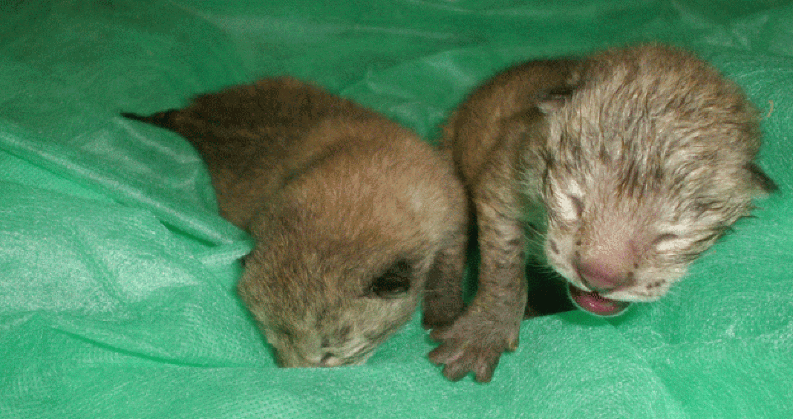 Los dos cachorros de lince nacidos en el Zoobotánico de Jerez han fallecido en una semana