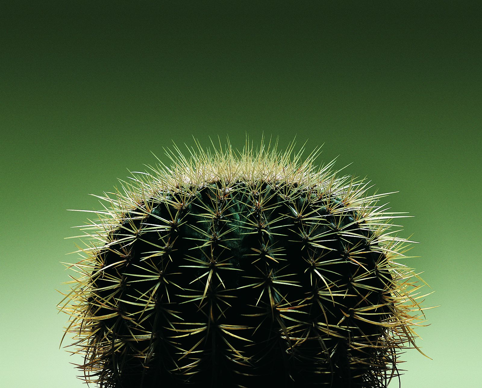 En algunas tiendas, normalmente situados al lado de la caja, hay pequeños cactus que se venden como `Cactus de ordenador¿