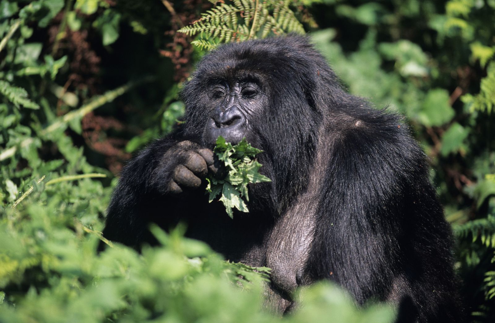 Un gorila de montaña comiendo hojas de un árbol en el Paque Nacional de los Volcanes, Ruanda