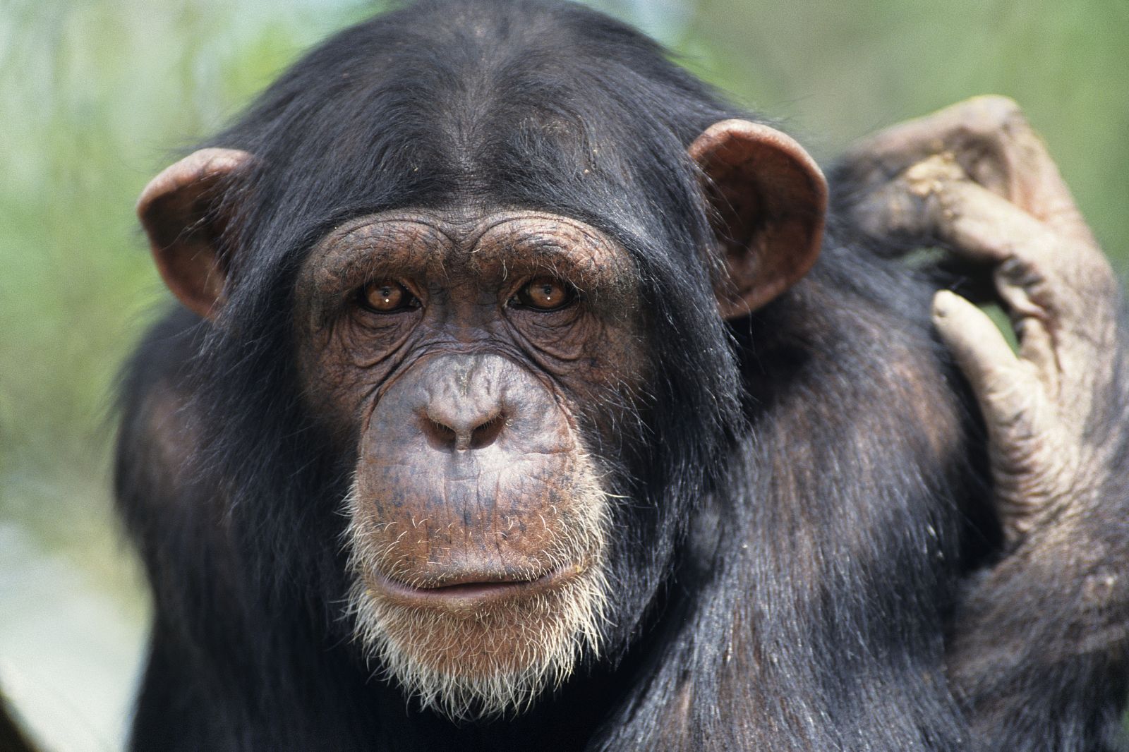 El cautiverio provoca problemas mentales en los chimpancés