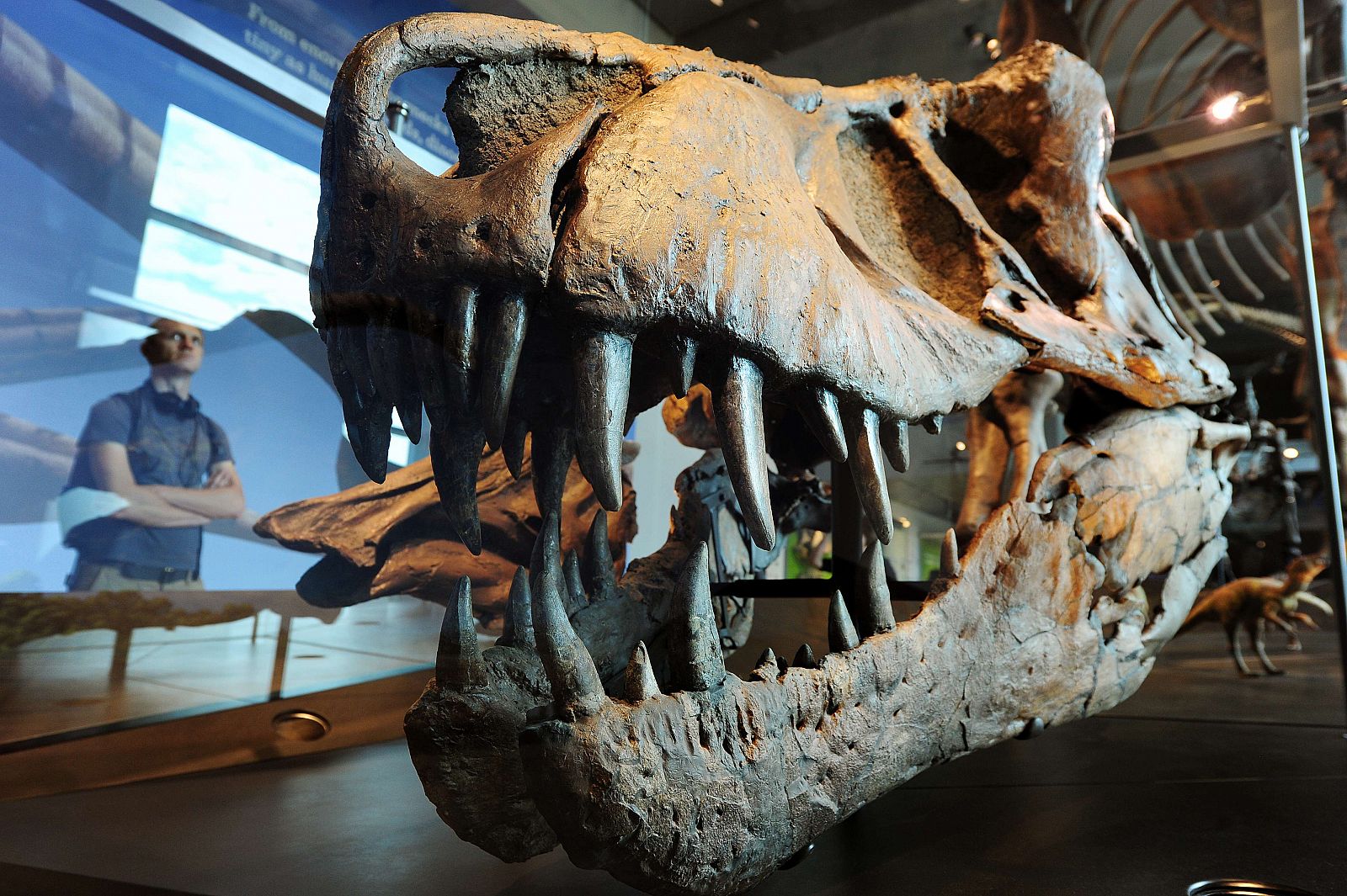 El cráneo de un tiranosaurio es una de las piezas más admiradas de la exposición.