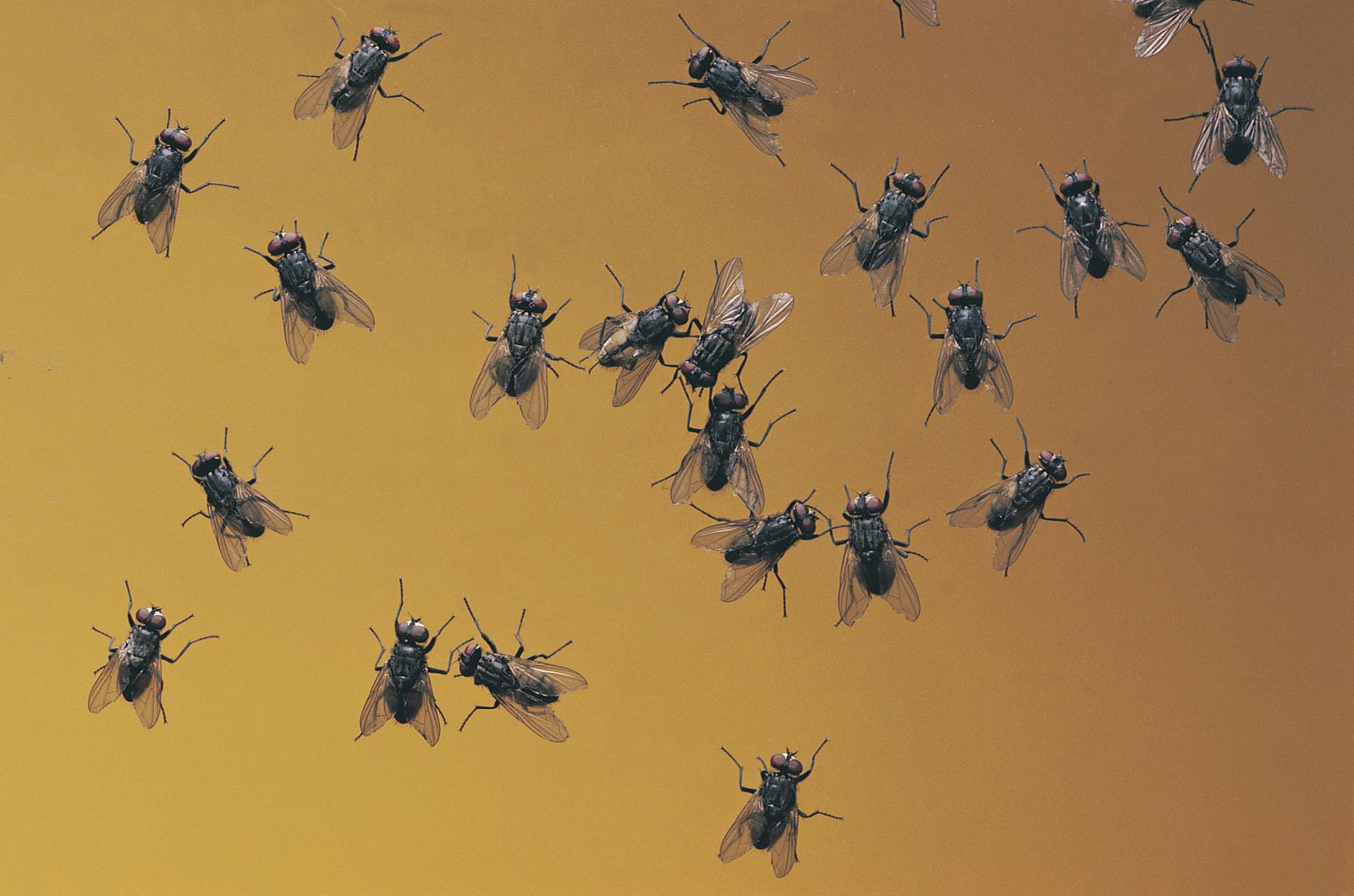 La Asociación Española de Entomología defiende la cría de moscas para controlar el uso de insecticidas en invernaderos