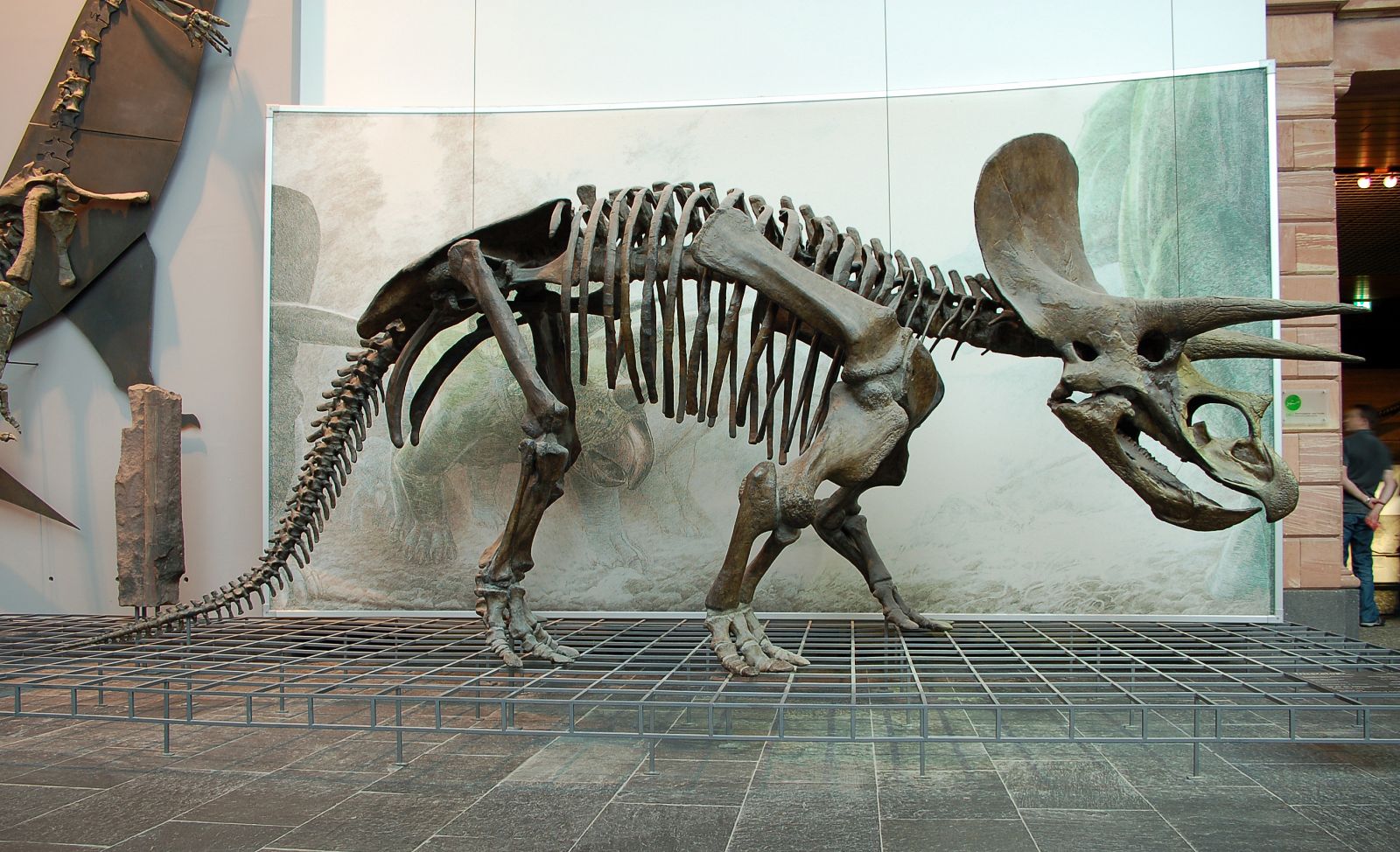 Un esqueleto de Triceratops conservado en el museo Senckenberg en Frankfurt