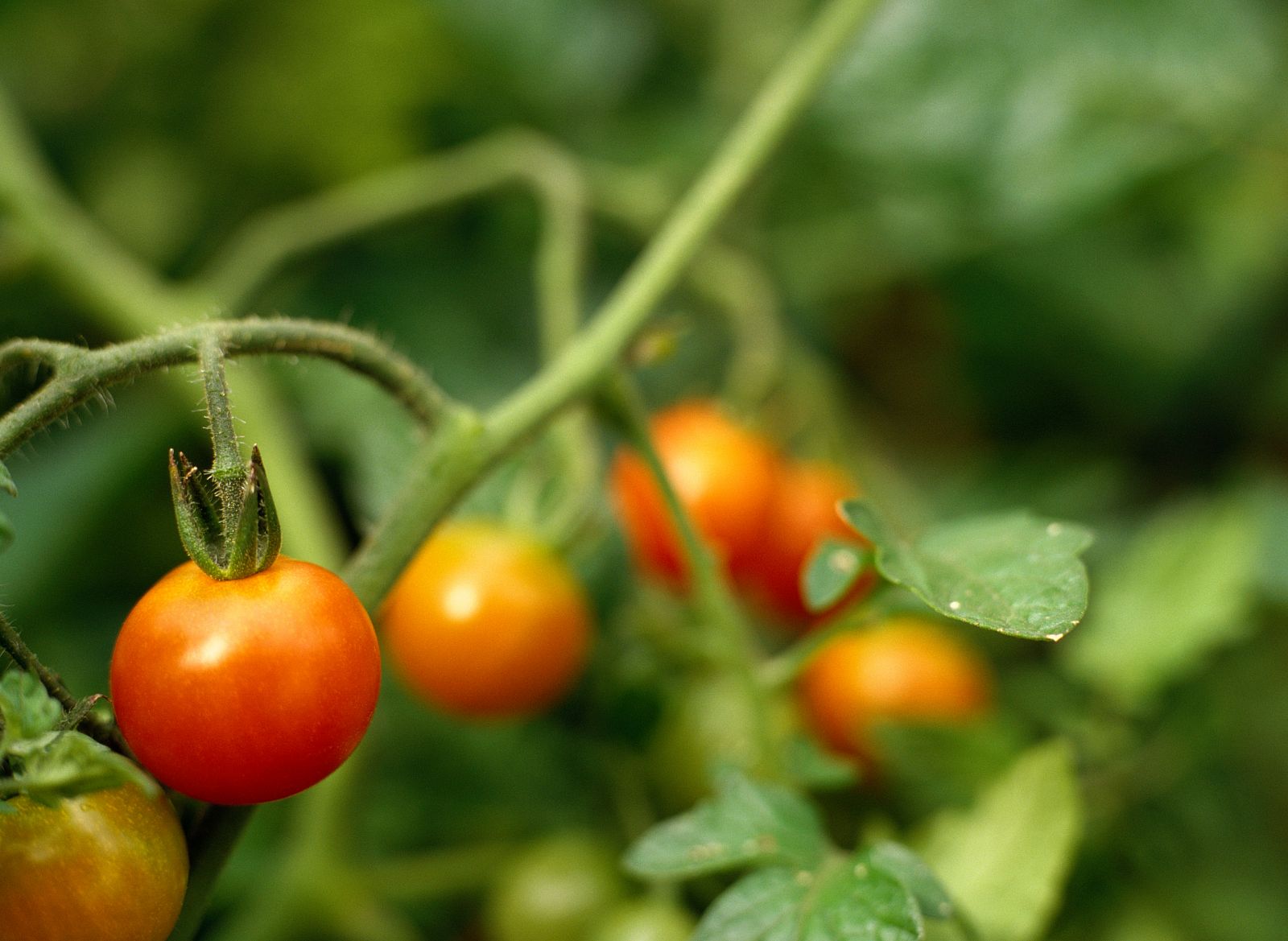 Científicos españoles descubren unnuevo antioxidante en la planta del tomate