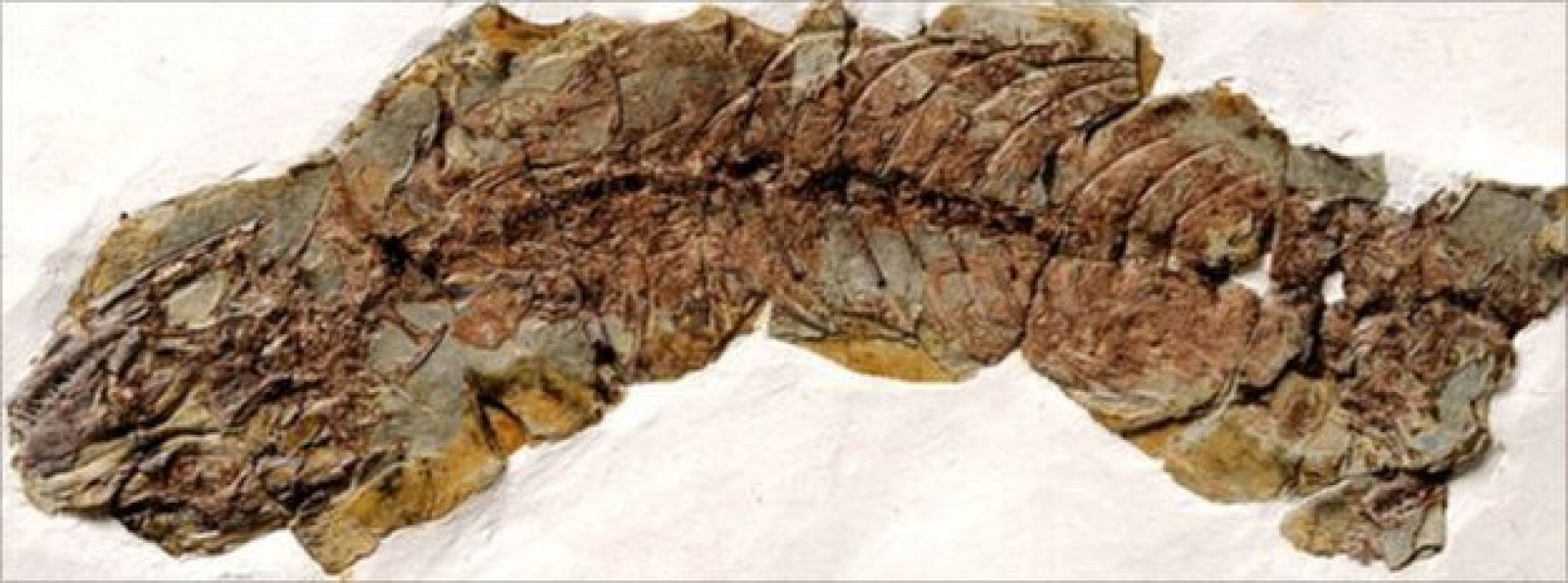 Descubren los fósiles de una hembra de lagarto embarazada