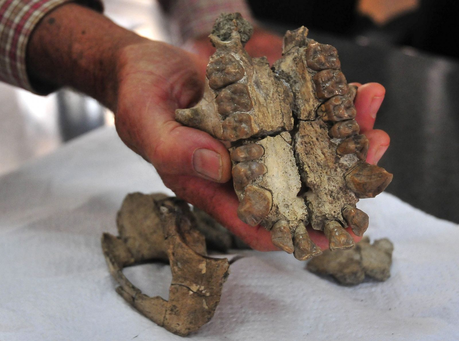 Encuentran el cráneo completo de un simio que vivió hace 20 millones de años