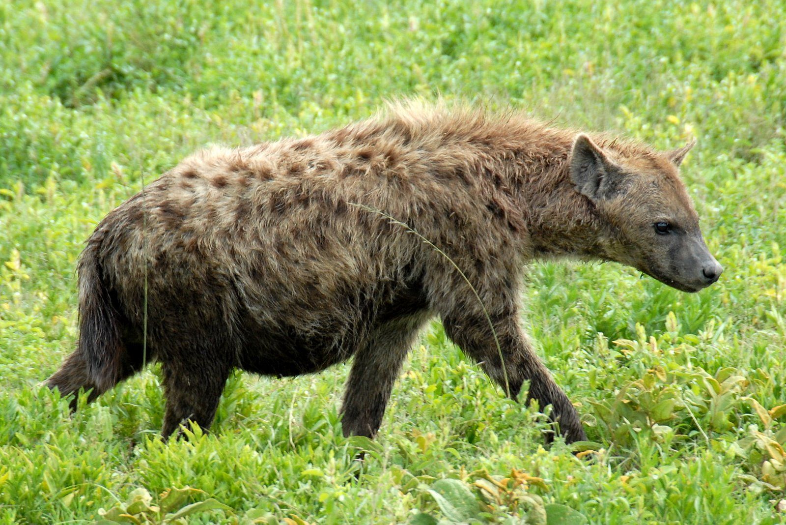 Las hienas saben contar hasta tres