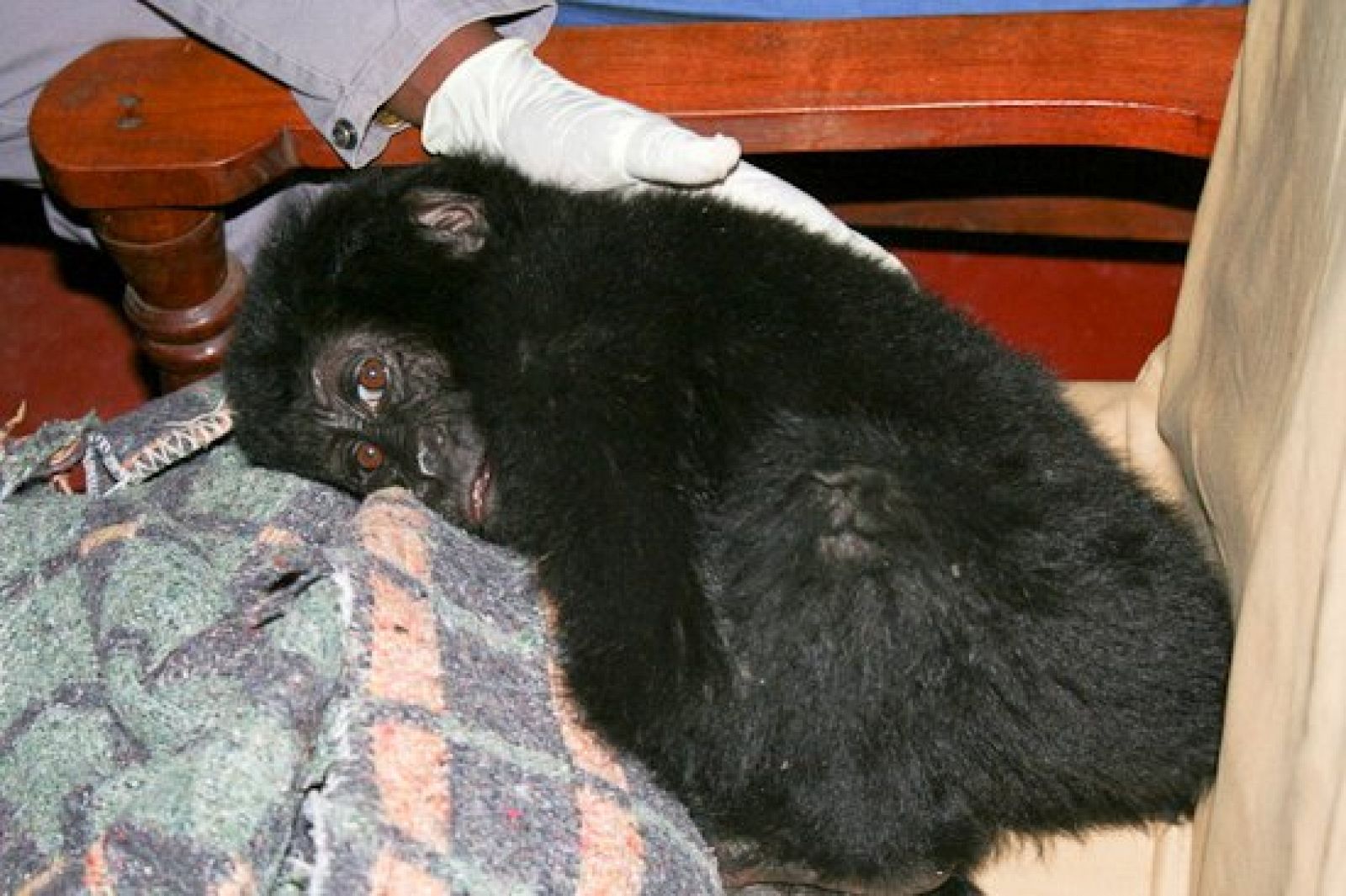 Ihirwe, el pequeño gorila de montaña rescatado de una banda de furtivos
