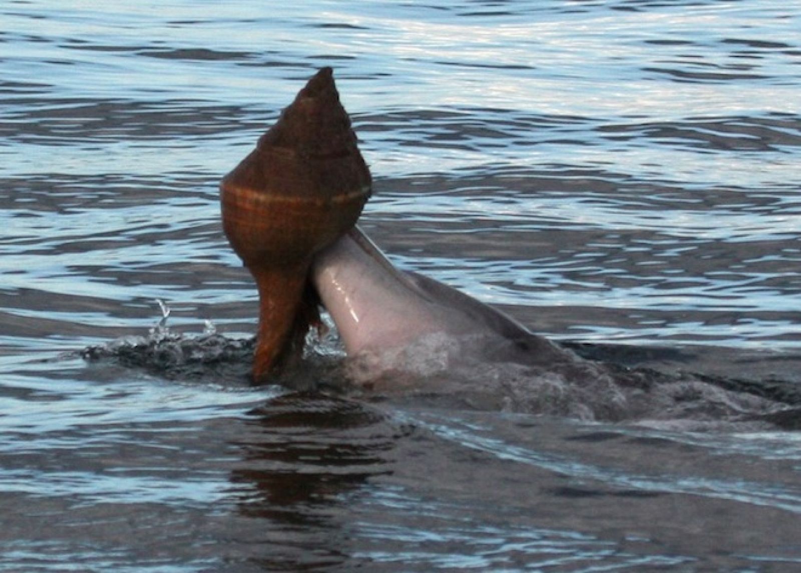 Los delfines usan conchas para pescar