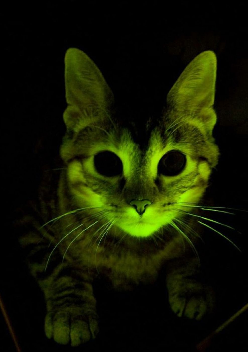 Gatos que brillan en la oscuridad y son inmunes al sida
