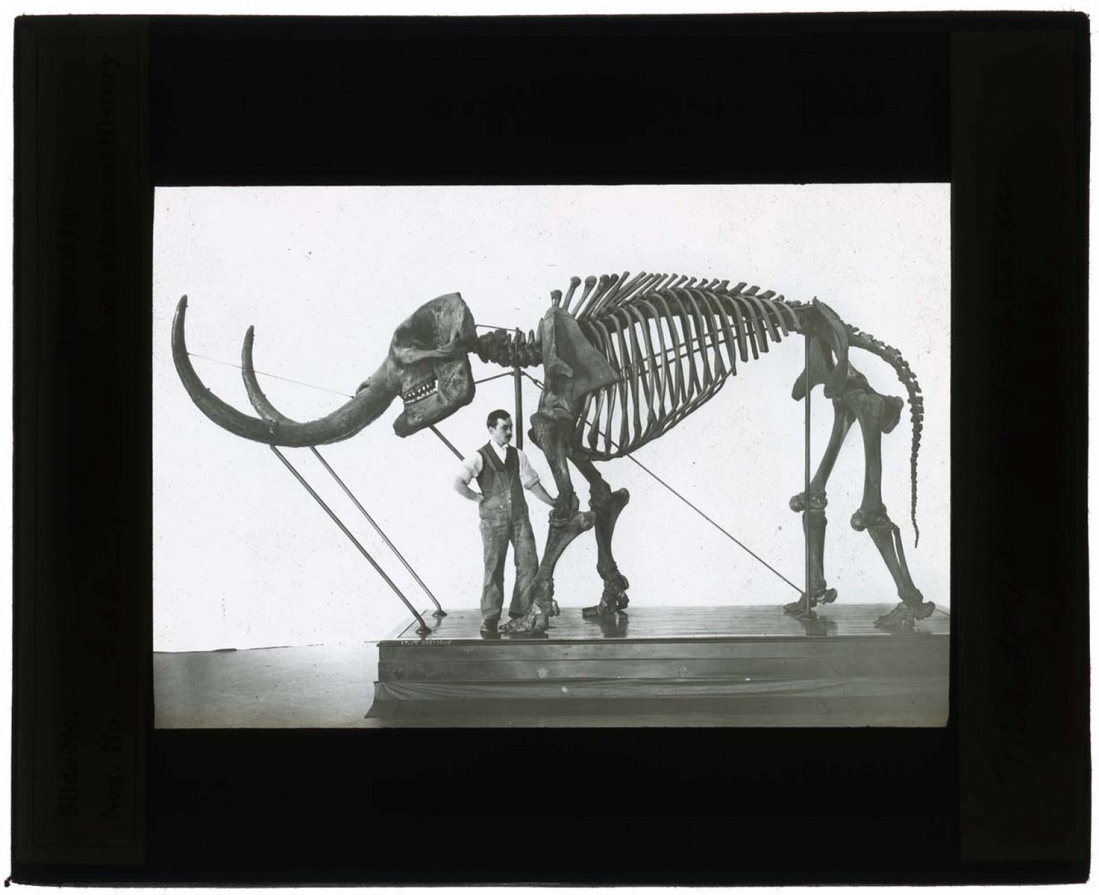 Paleontología en blanco y negro