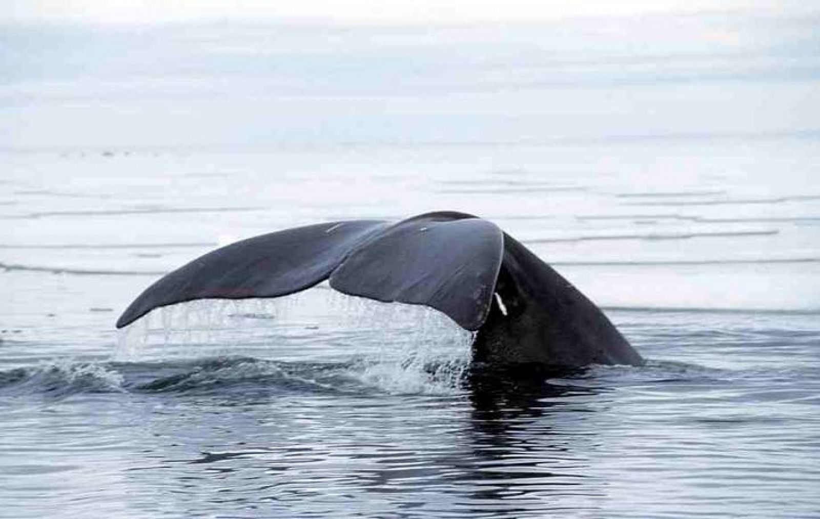 Las ballenas usan la Ruta del Noroeste en sus migraciones