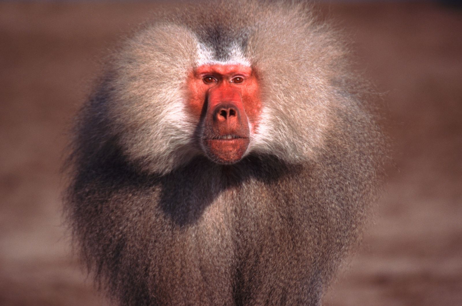 Un nuevo estudio señala que los monos babuinos son capaces de establecer analogías a pesar de no disponer de un lenguaje.