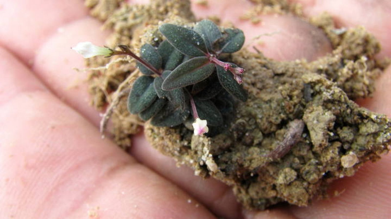 La Spigelia genuflexa se 'agacha' para depositar sus semillas en el suelo y crezcan a su alrededor