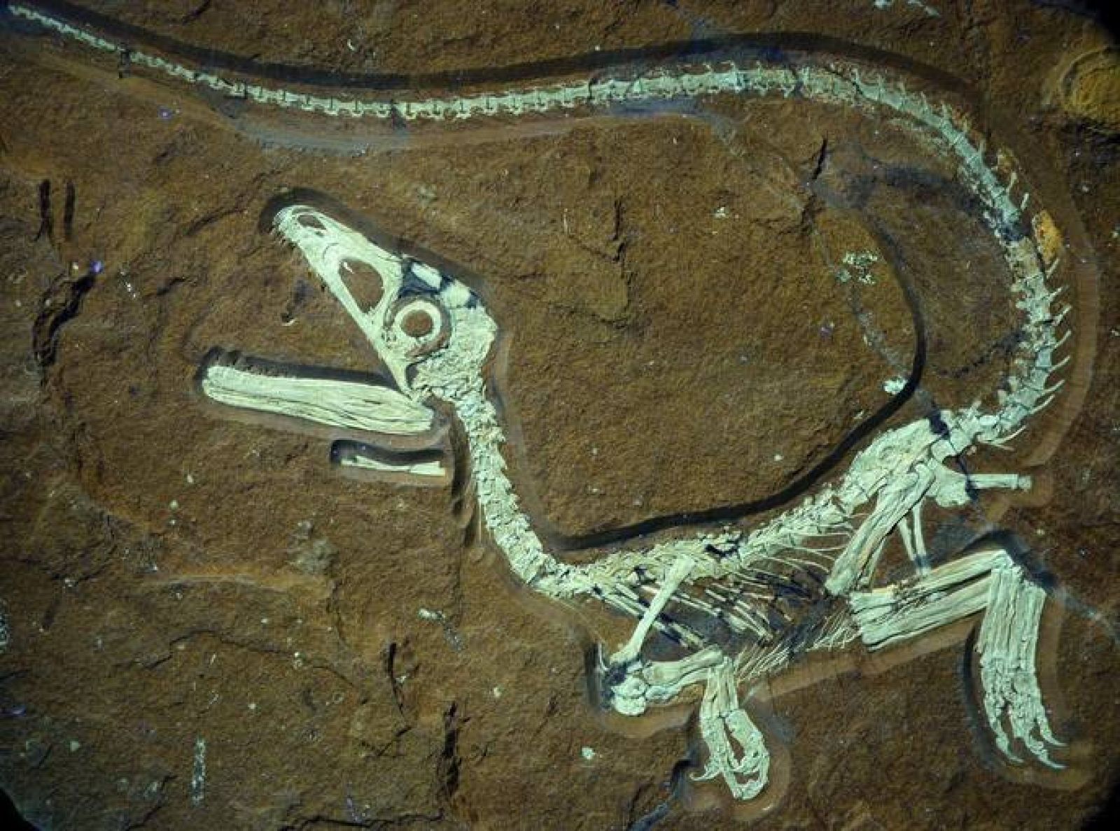 Descubren el fósil de un bebé dinosaurio 