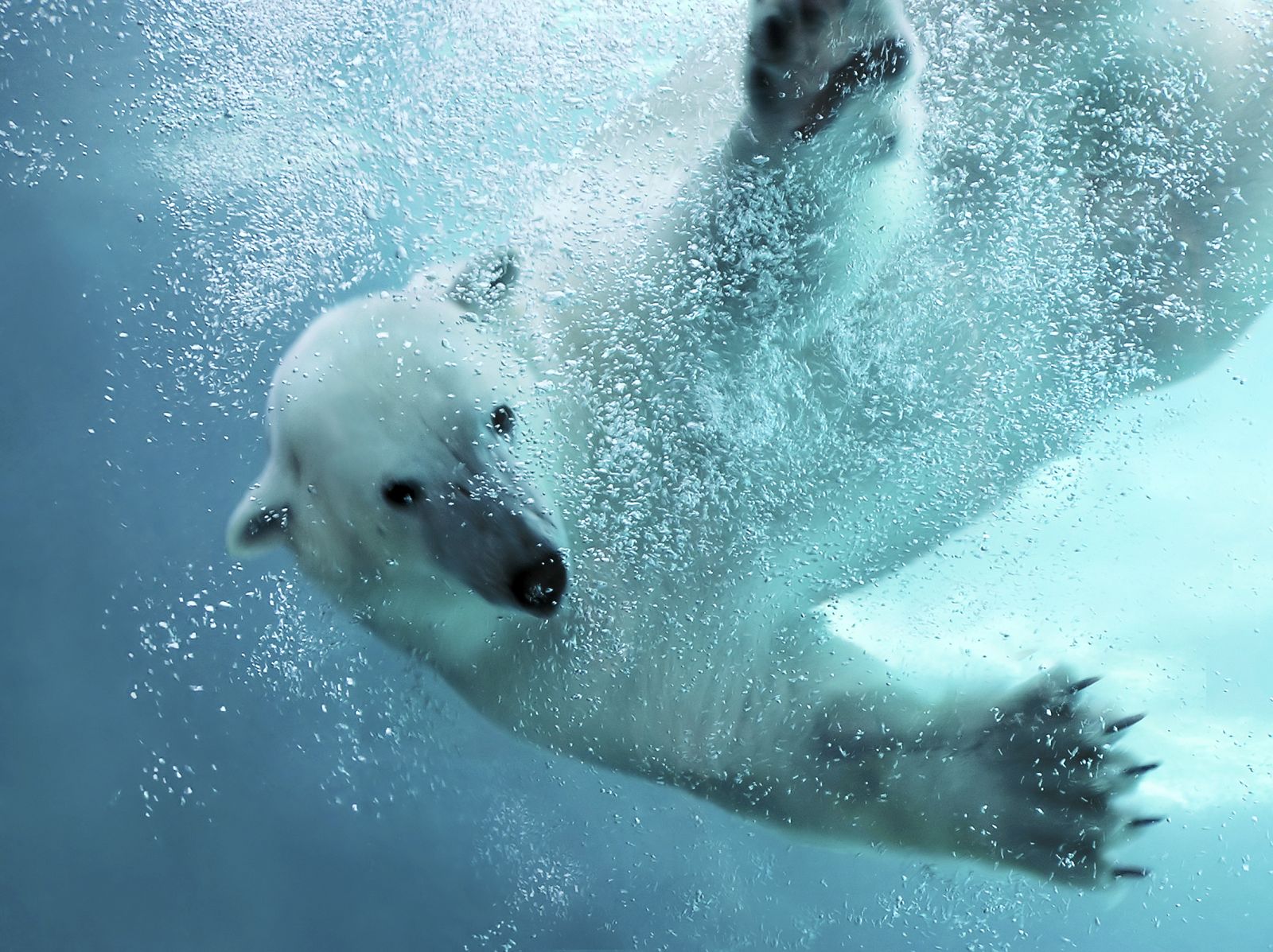 Según el estudio, los osos polares han perdido hasta un 11% de su tamaño en los últimos años por el cambio climático