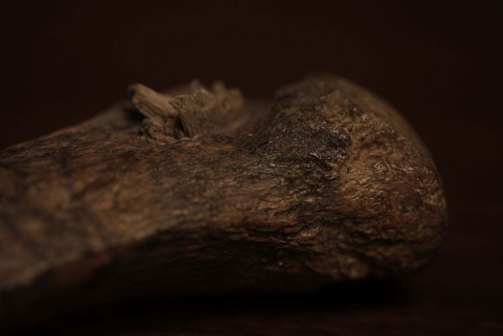 La costilla de mastodonte fue descubierta con una punta de lanza de hueso clavada en su interior.