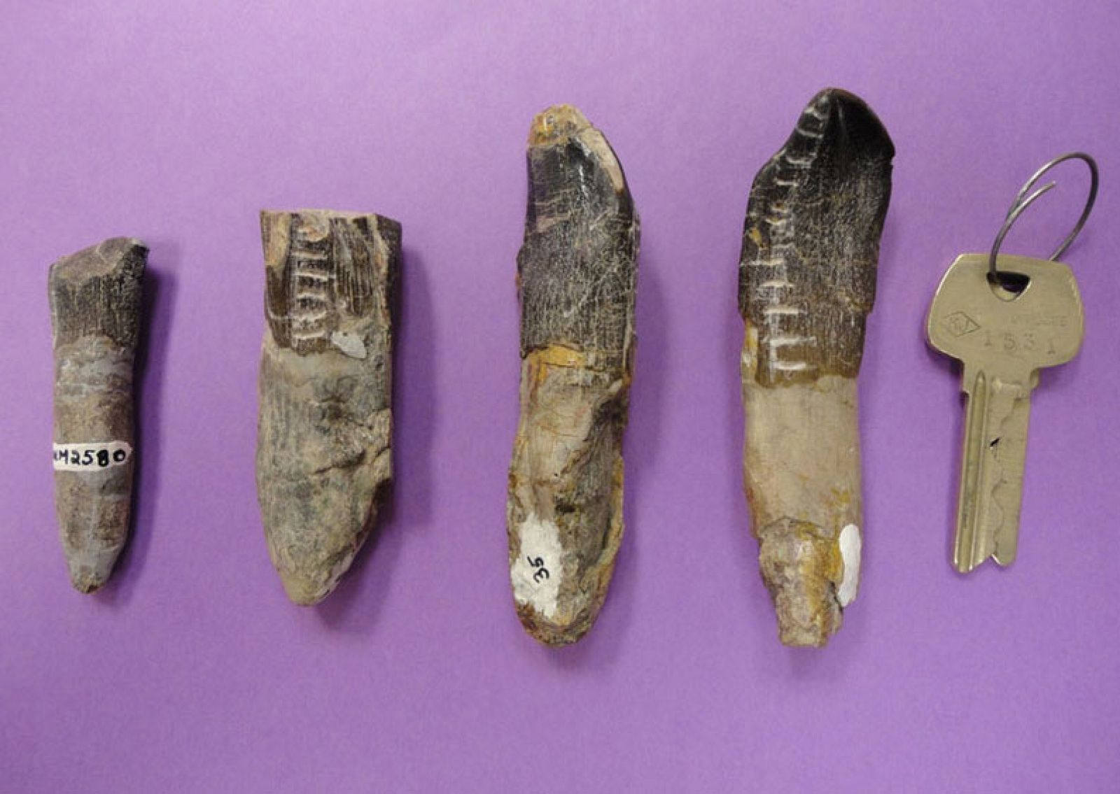 Ejemplo de los dientes de Camarasaurus que se han analizado para el estudio
