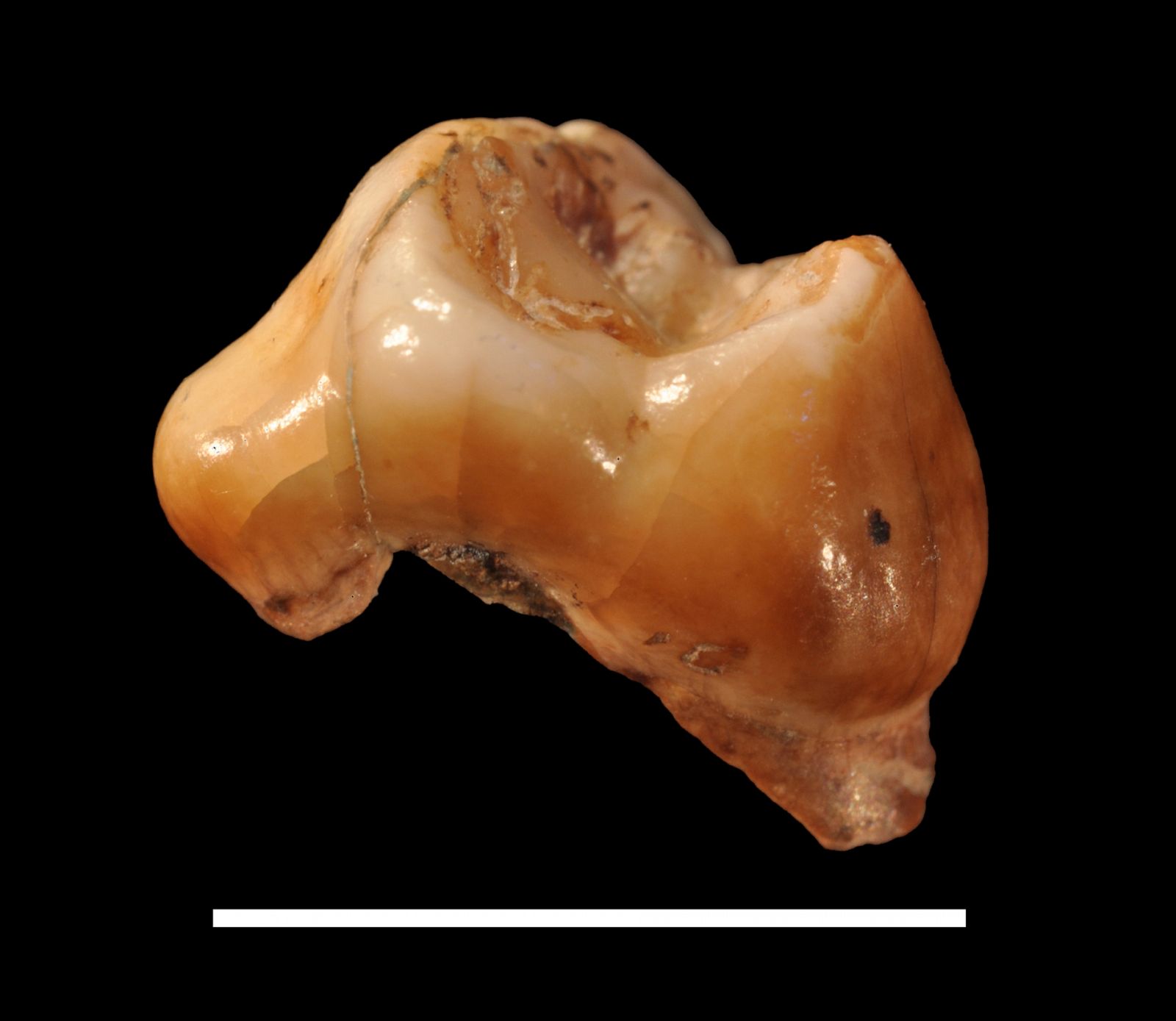 Vista mesial del specimen Cavallo-B (primer molar maxilar izquierdo decidual), el primer humano anatómicamente moderno de Europa