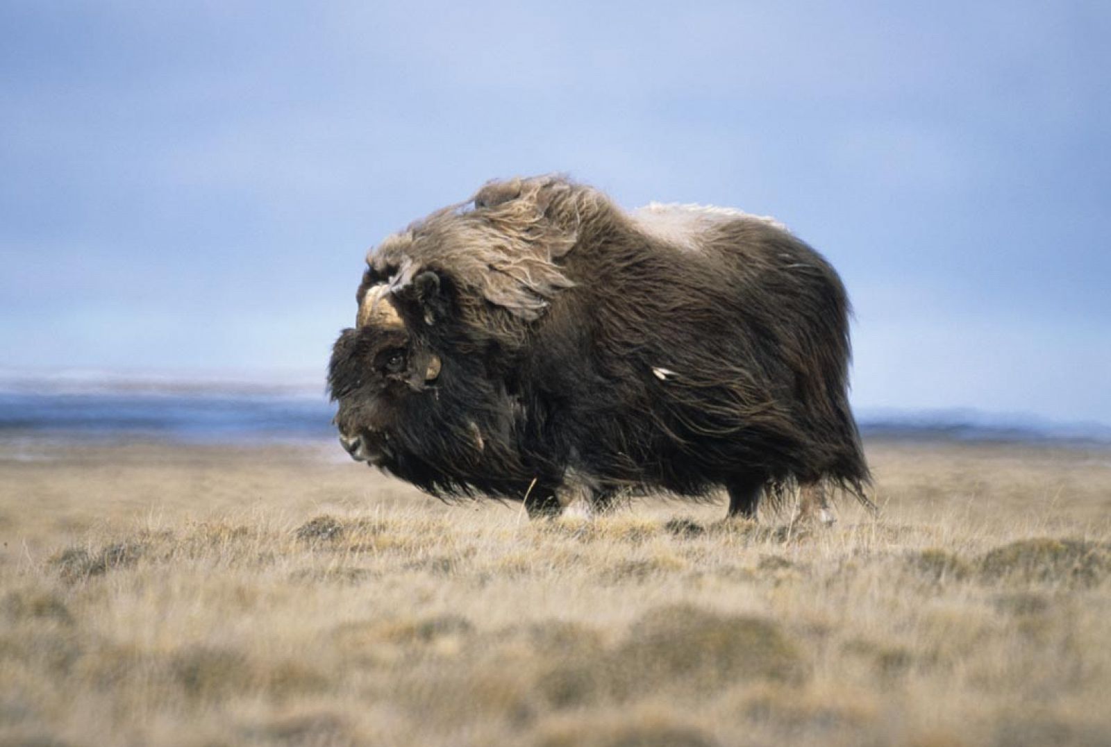 El bisonte estepario y el tarpán (un tipo de caballo salvaje), desaparecieron por la acción del hombre y el clima.