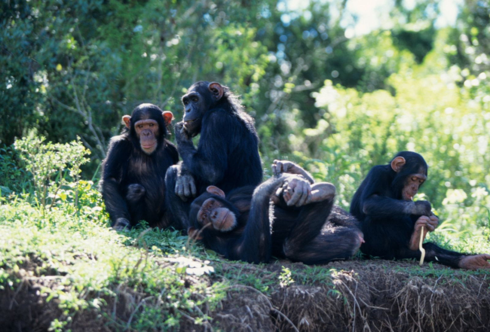 Un grupo de chimpancés