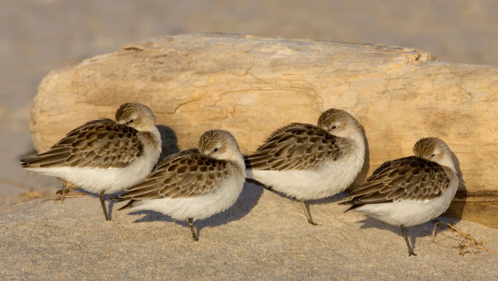 Algunas aves duermen de pie porque deben estar preparadas para salir huyendo lo más rápido posible