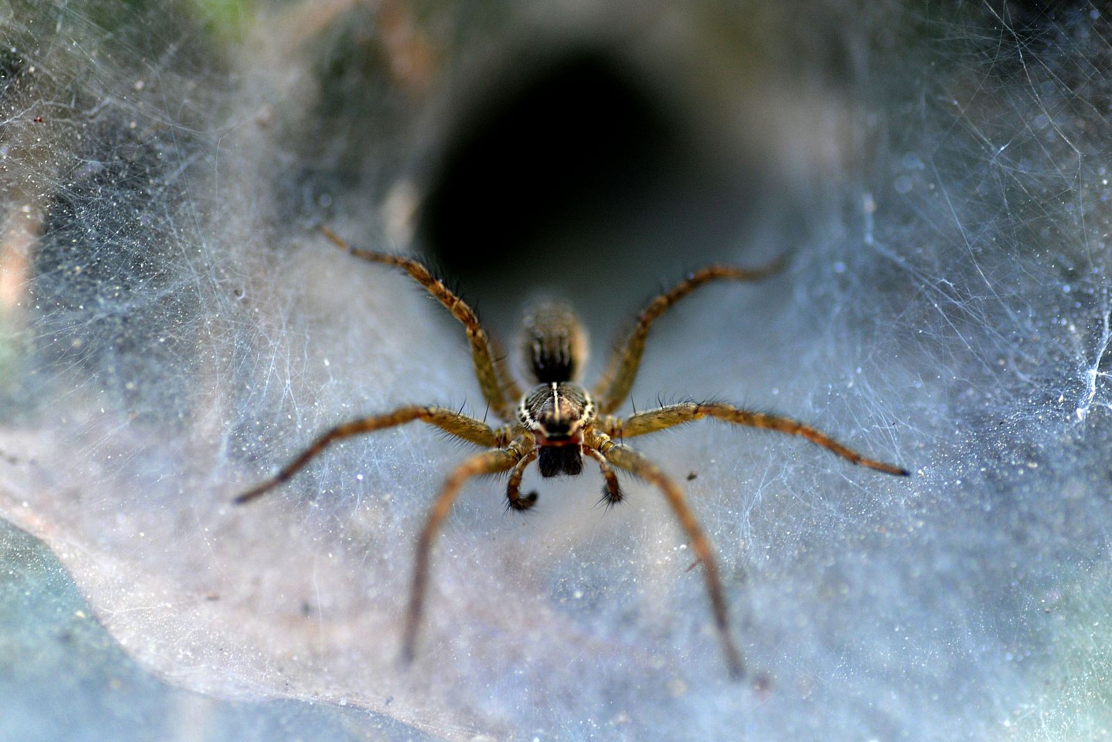 Una araña fotografiada en su tela en Nepal