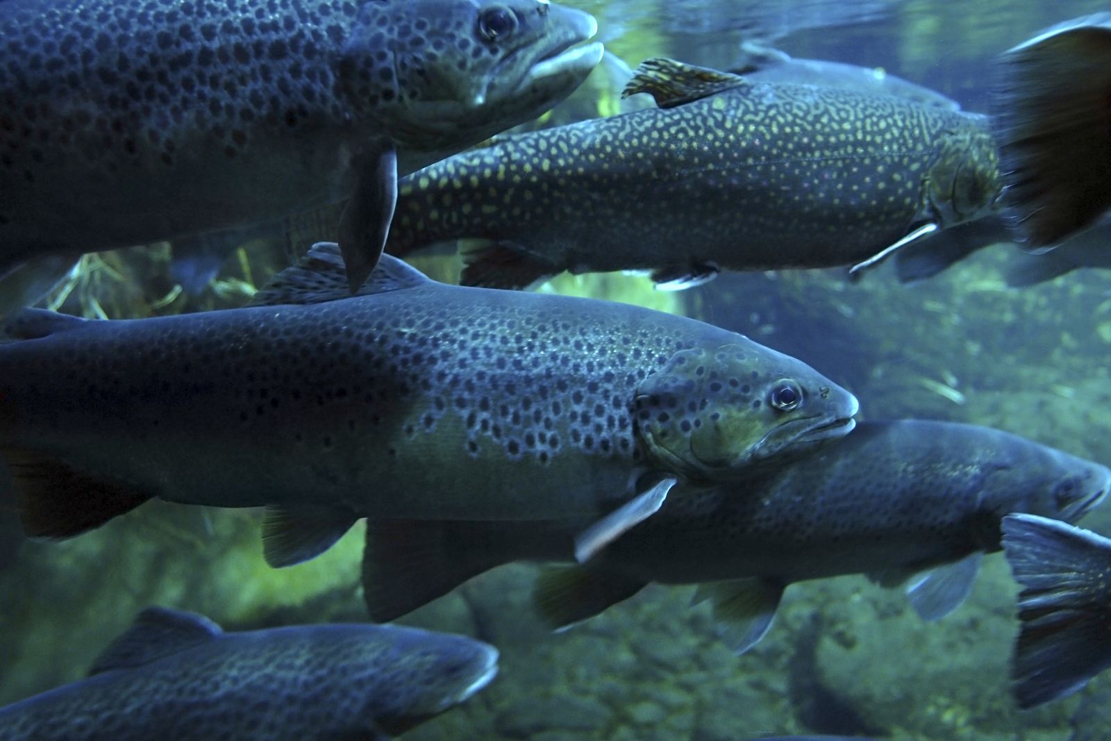 Las sustancias presentes en las cremas de protección solar afectan a la reproducción de los peces de los ríos