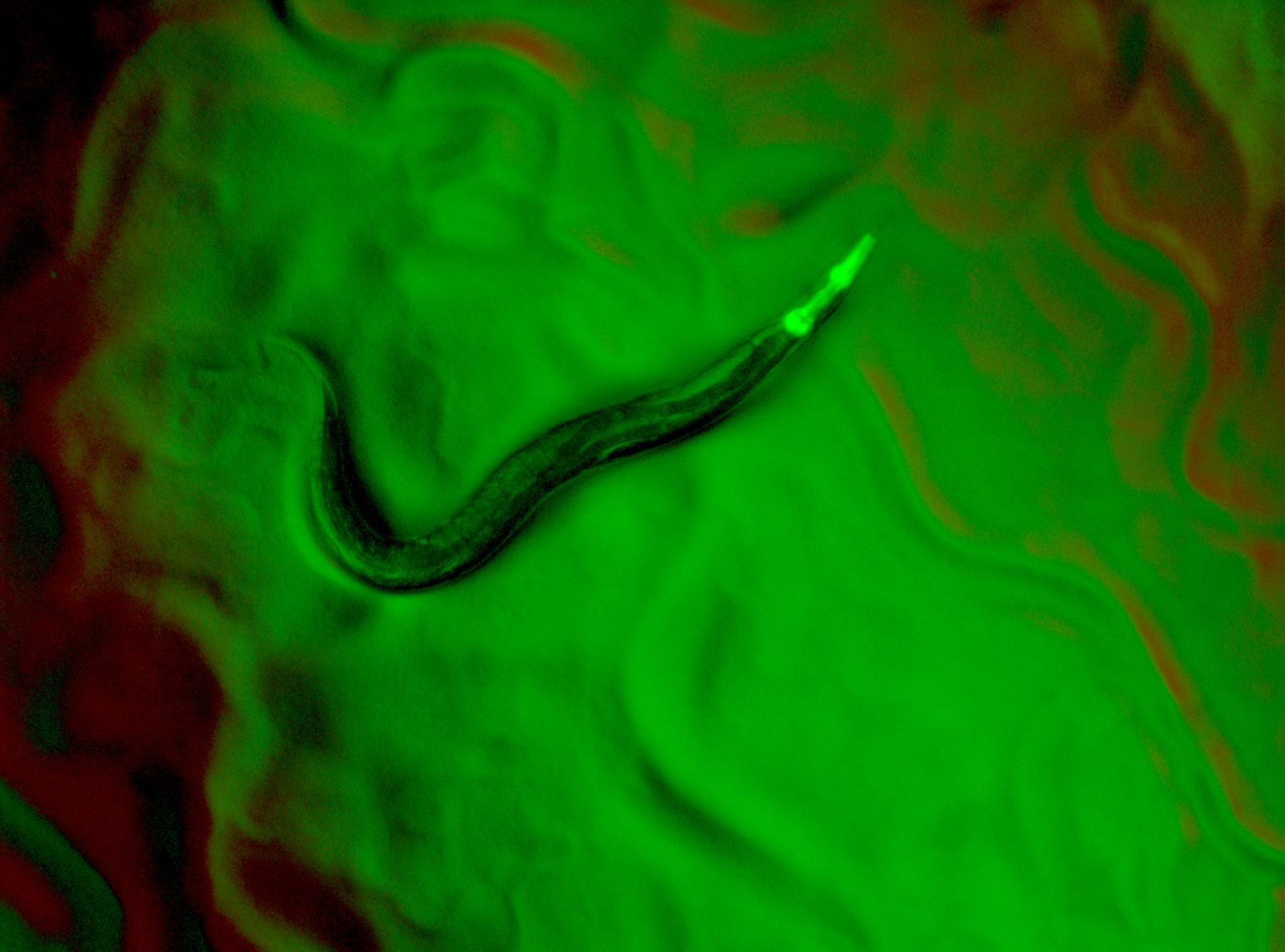 C. elegans bajo el microscopio