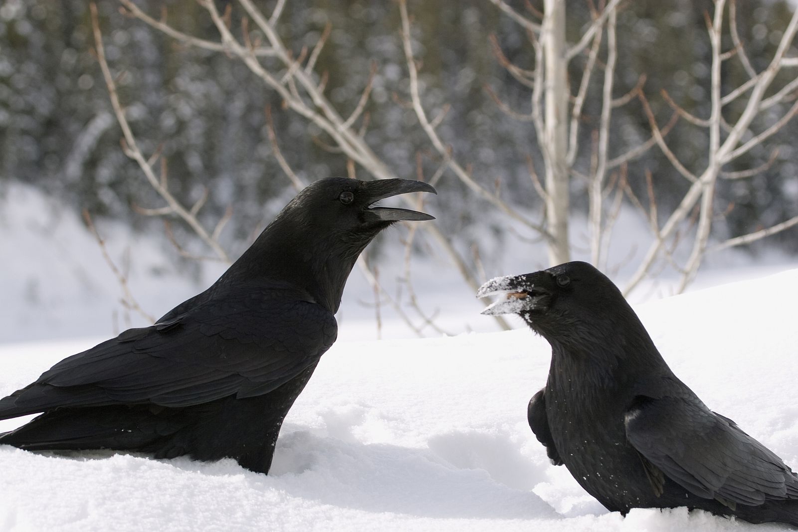 Los cuervos usan sus picos como si fuesen manos, para mostrar y ofrecer objetos, tales como musgo, piedras y ramas.
