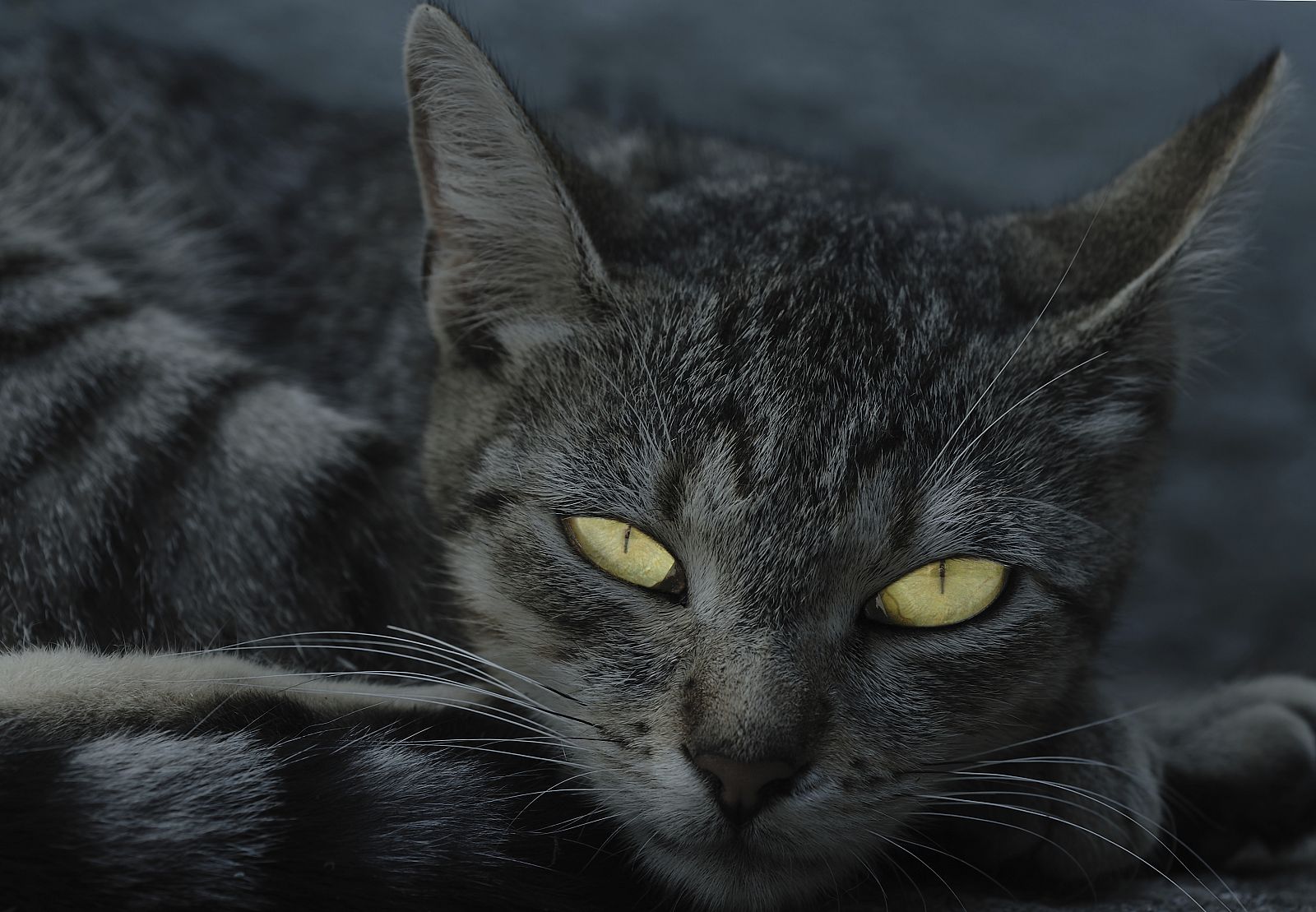 El ojo humano no está especializado en visión nocturna y todo lo que ve se vuelve gris