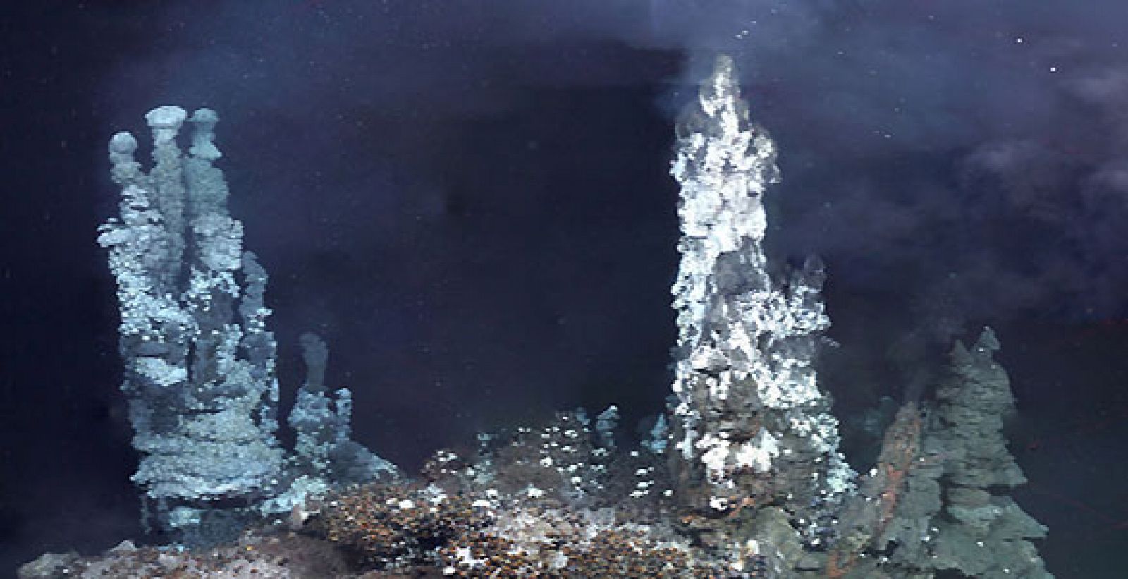 Una de las imágenes captadas por el ROV de los nuevos ecosistemas de la Antártida