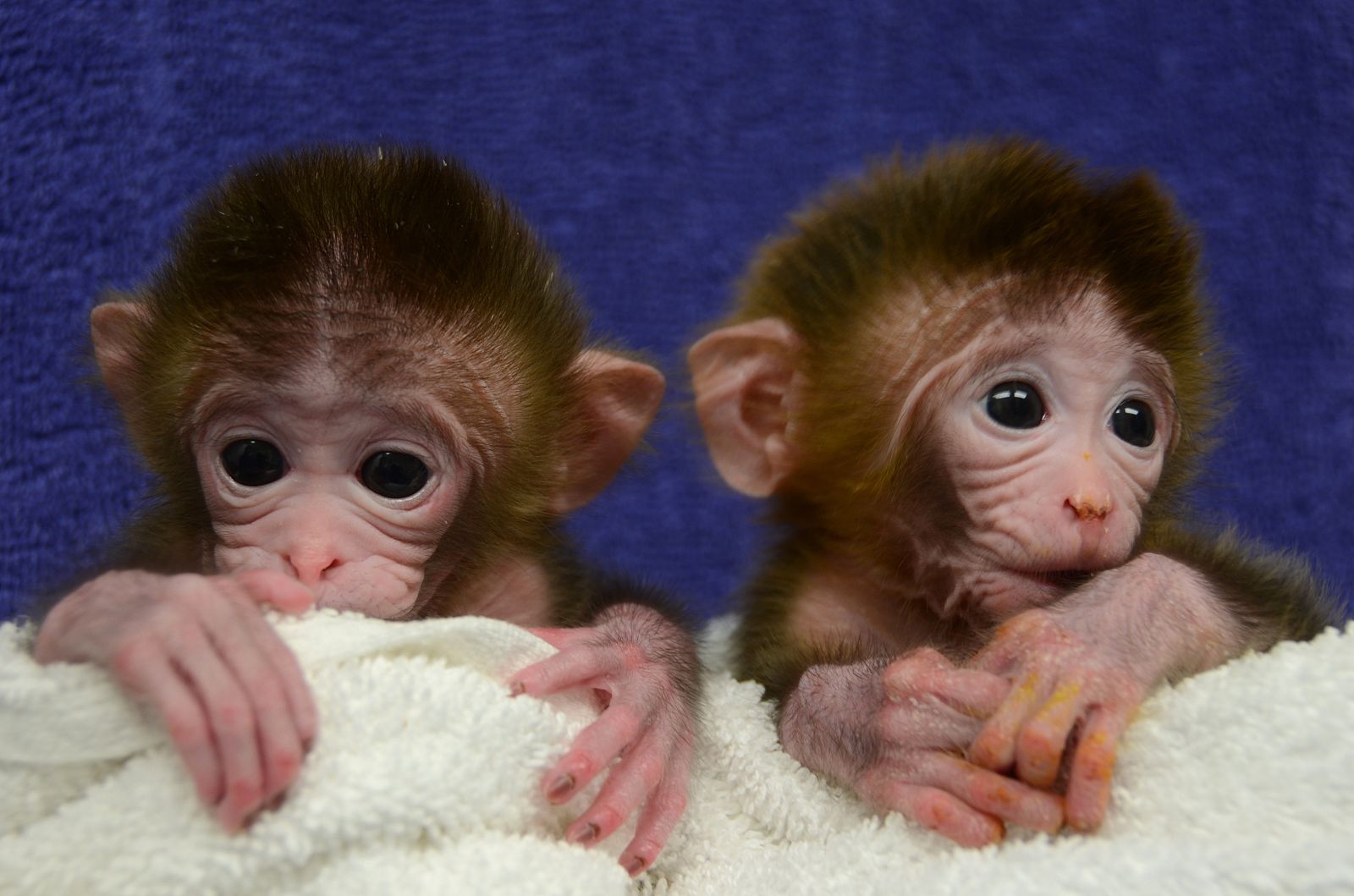 Roku y Hex, los primeros monos quiméricos del mundo que fueron creados por un equipo científico de la Universidad de Oregon (EE.UU.)